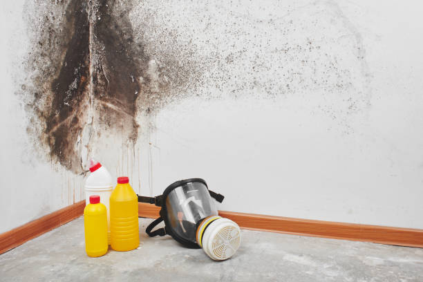 Professional Mold Removal in Fifth Street, TX