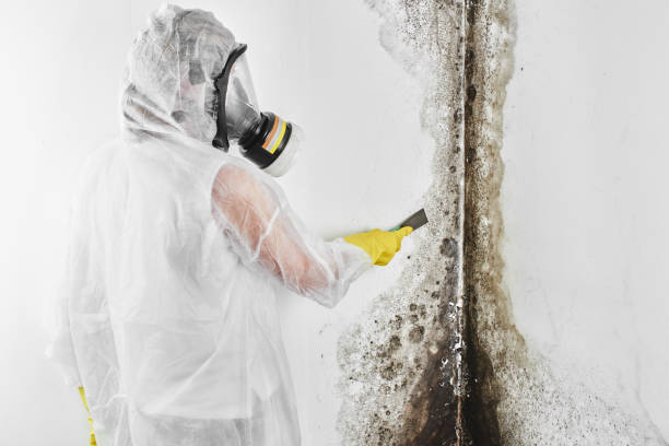 Best Black Mold Removal  in Fifth Street, TX