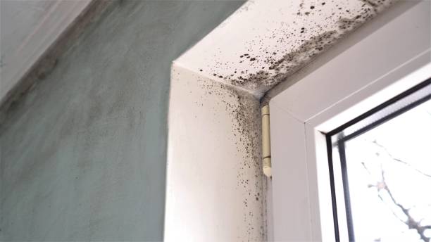 Best Commercial Mold Removal  in Fifth Street, TX