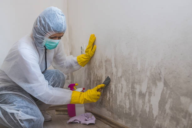 Fifth Street, TX Mold Removal Company