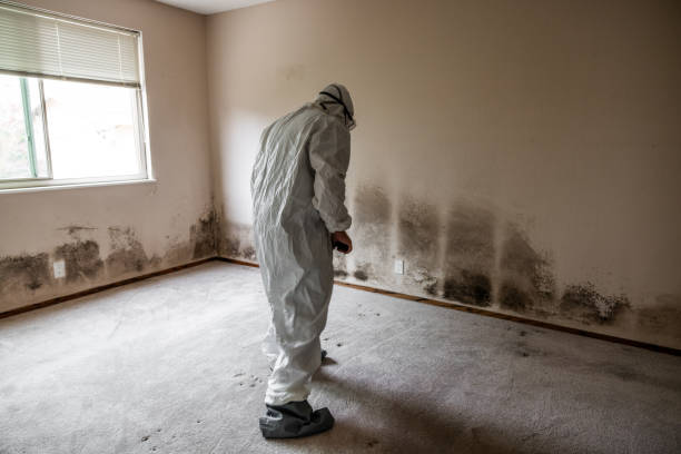 Best Attic Mold Removal  in Fifth Street, TX