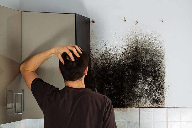 Best Professional Mold Removal  in Fifth Street, TX